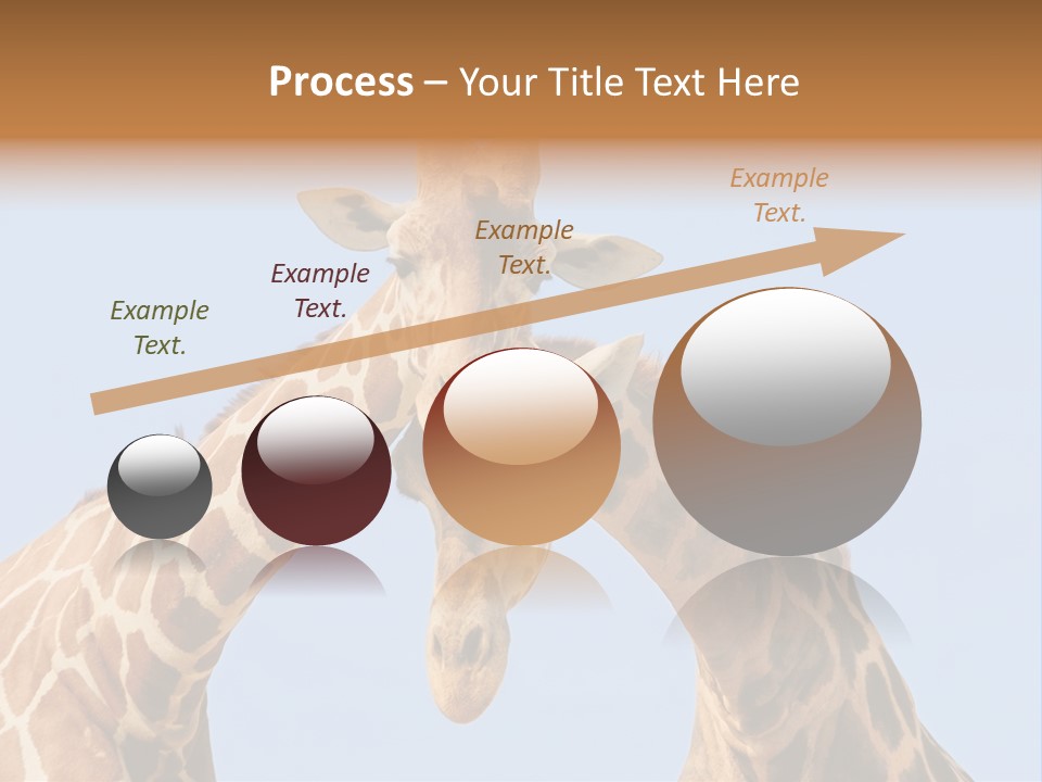 Giraffe Couple In Love With Blue Sky On Background PowerPoint Template