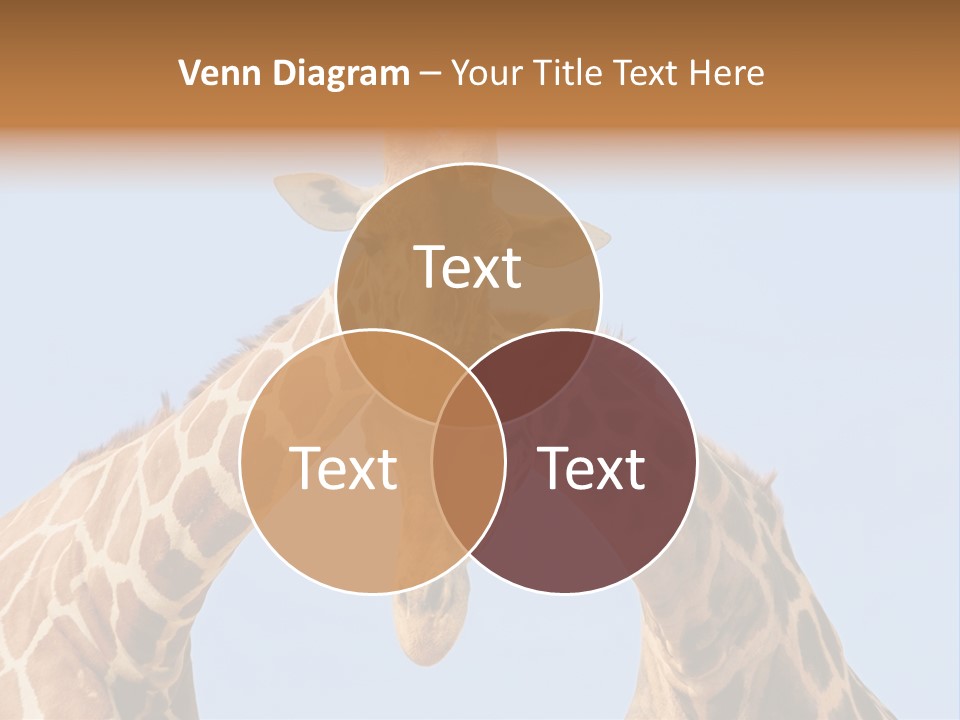 Giraffe Couple In Love With Blue Sky On Background PowerPoint Template