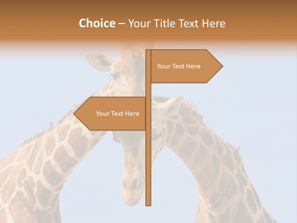 Giraffe Couple In Love With Blue Sky On Background PowerPoint Template