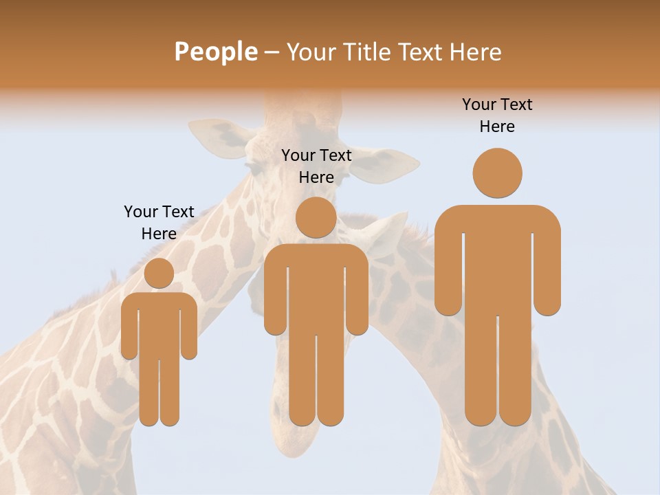 Giraffe Couple In Love With Blue Sky On Background PowerPoint Template