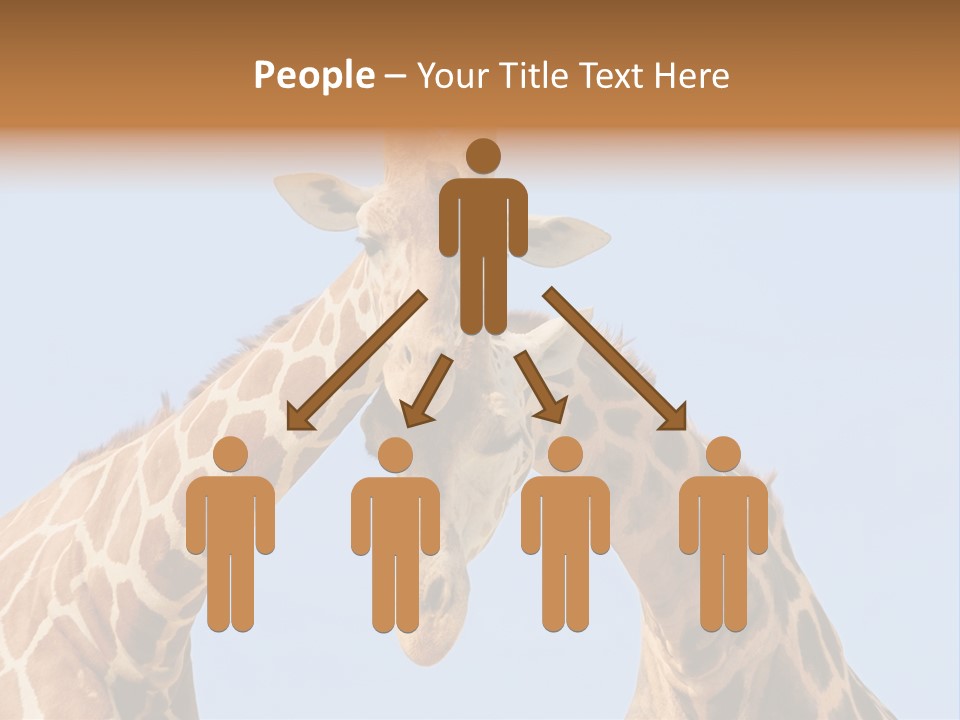 Giraffe Couple In Love With Blue Sky On Background PowerPoint Template