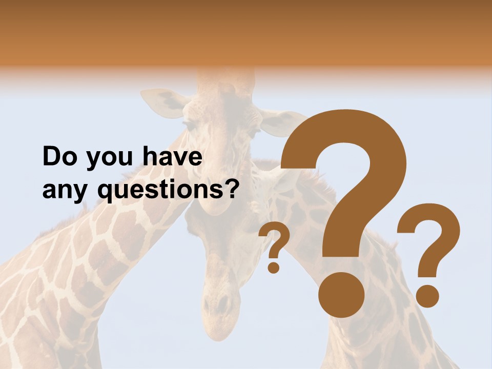 Giraffe Couple In Love With Blue Sky On Background PowerPoint Template