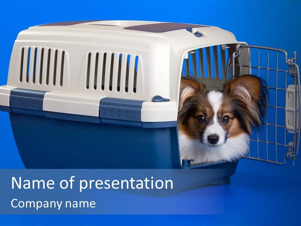 Young Dog Papillon And A Plastic Carrier PowerPoint Template