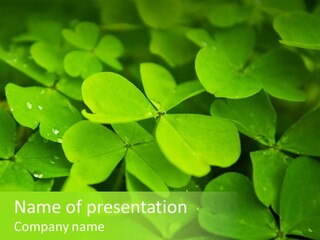 Clover Field PowerPoint Template