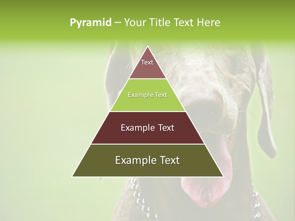 Portrait Of Siblings And Their Parents With Cute Cat Looking At Camera PowerPoint Template