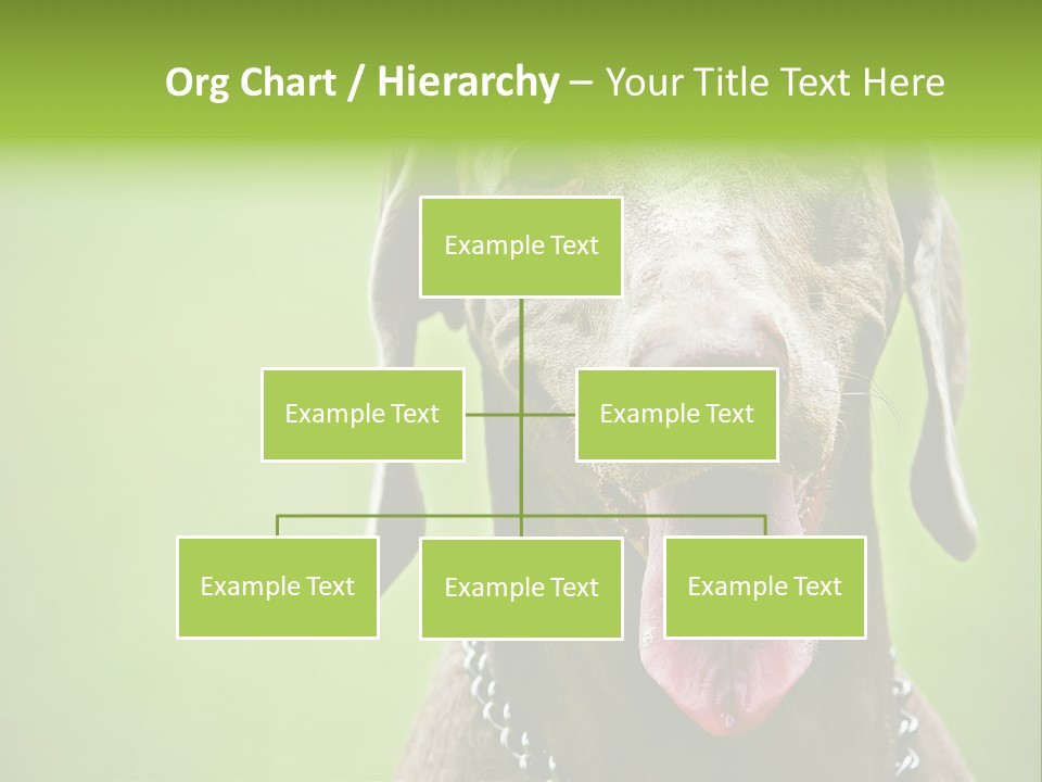 Portrait Of Siblings And Their Parents With Cute Cat Looking At Camera PowerPoint Template