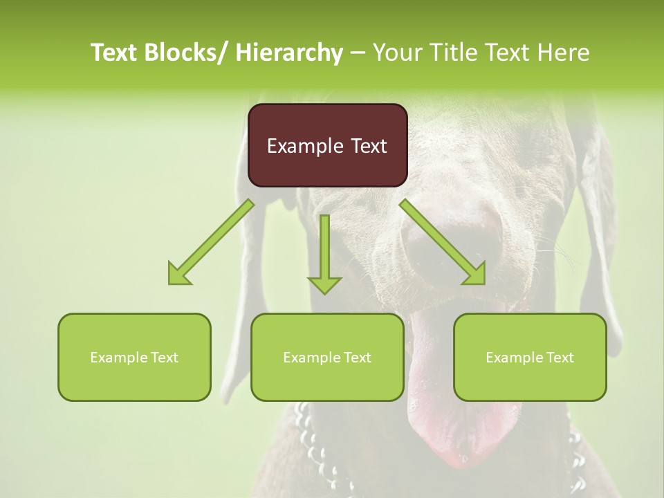 Portrait Of Siblings And Their Parents With Cute Cat Looking At Camera PowerPoint Template