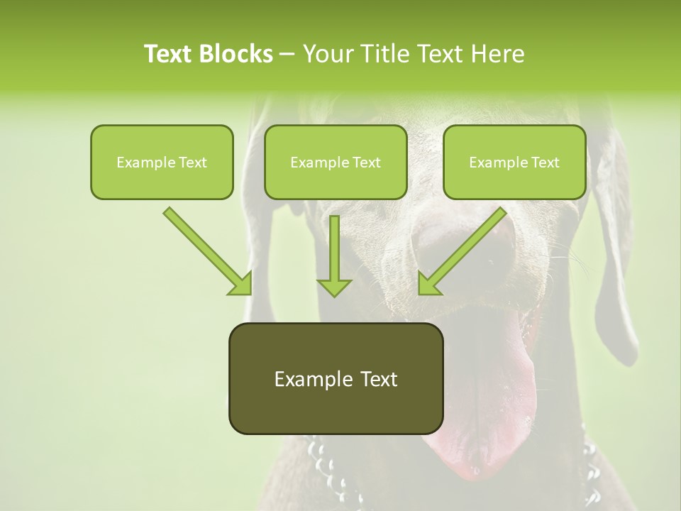 Portrait Of Siblings And Their Parents With Cute Cat Looking At Camera PowerPoint Template