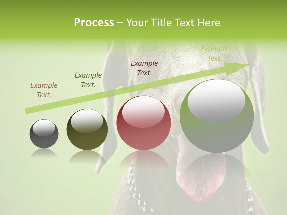 Portrait Of Siblings And Their Parents With Cute Cat Looking At Camera PowerPoint Template