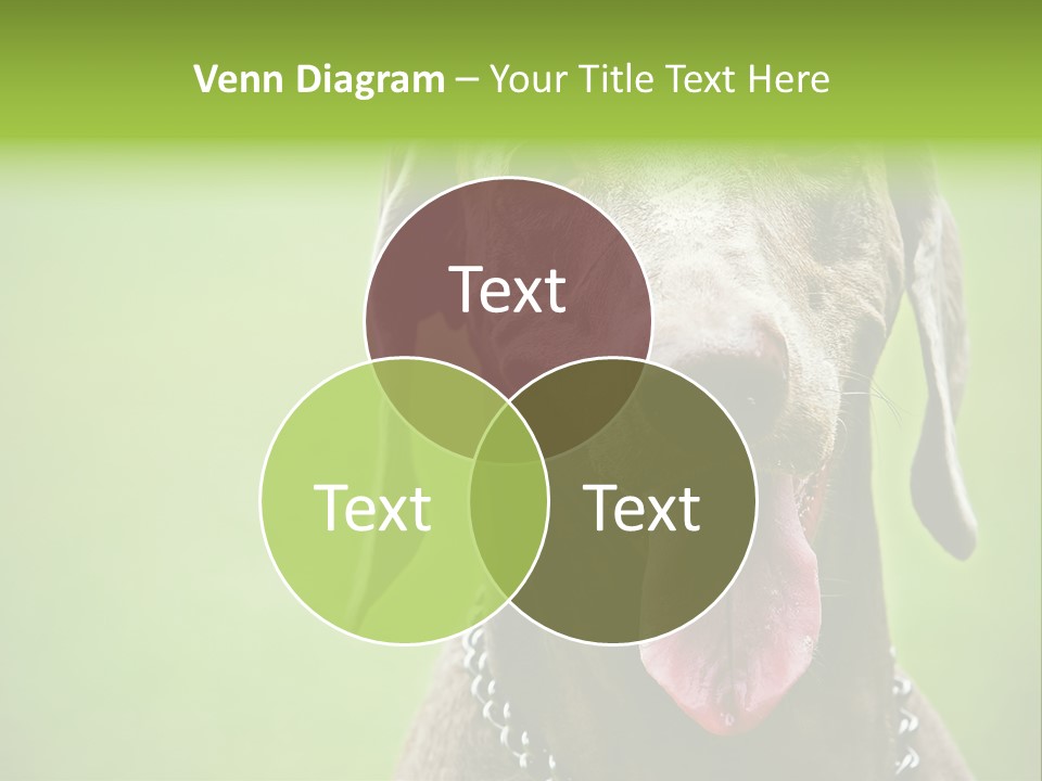 Portrait Of Siblings And Their Parents With Cute Cat Looking At Camera PowerPoint Template