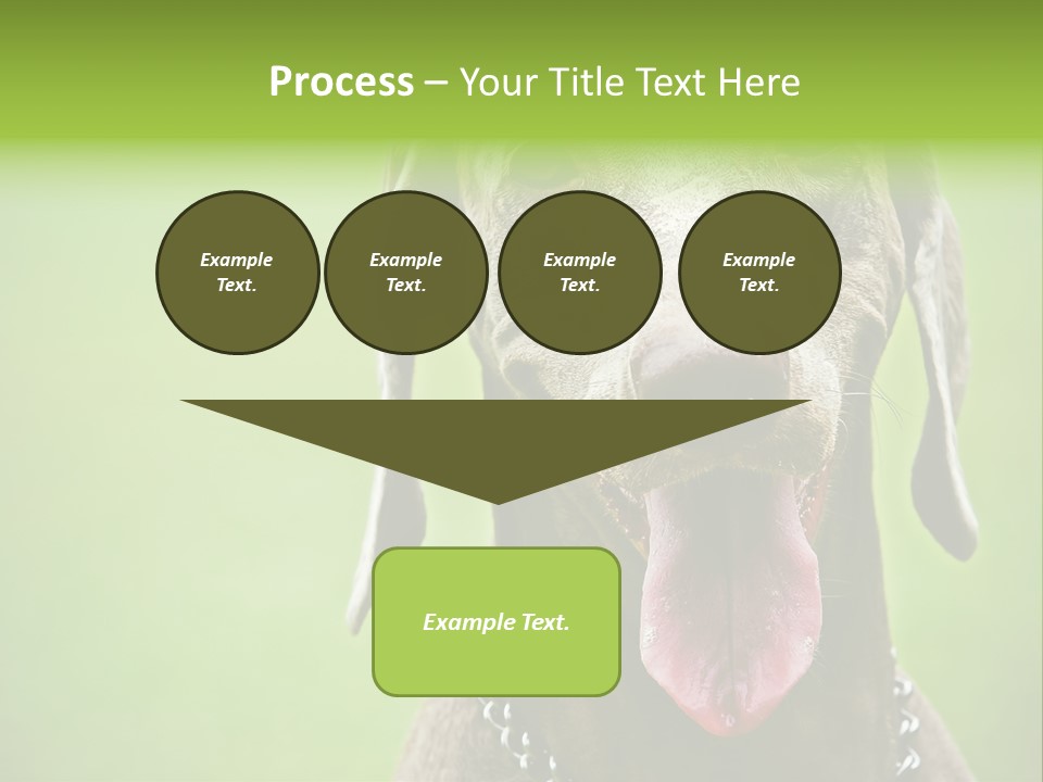 Portrait Of Siblings And Their Parents With Cute Cat Looking At Camera PowerPoint Template