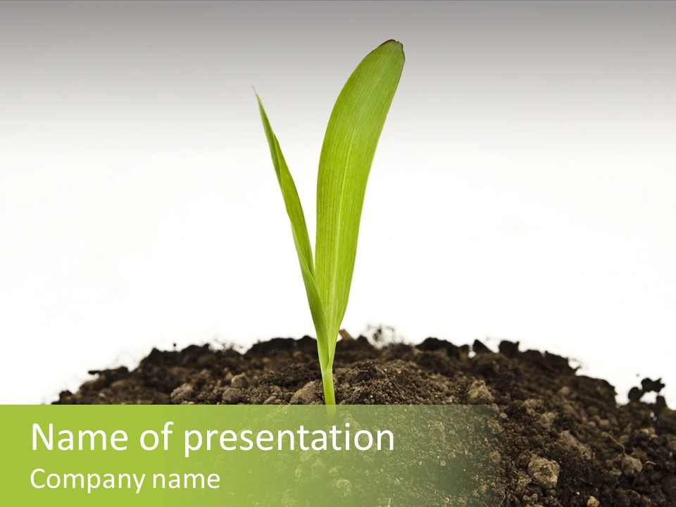 Corn Sprout In Soil PowerPoint Template