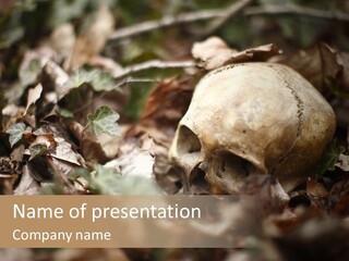 A Skull Laying In The Brush In A Forest. PowerPoint Template