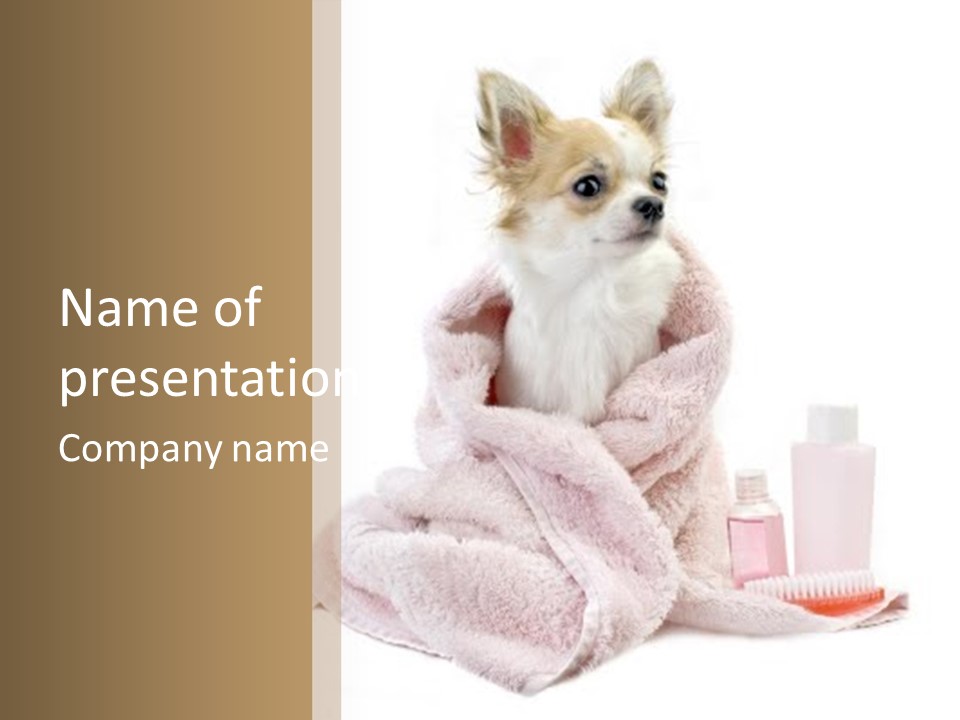 Sweet Chihuahua With Spa Accessories And Pink Towel Isolated On White Background PowerPoint Template