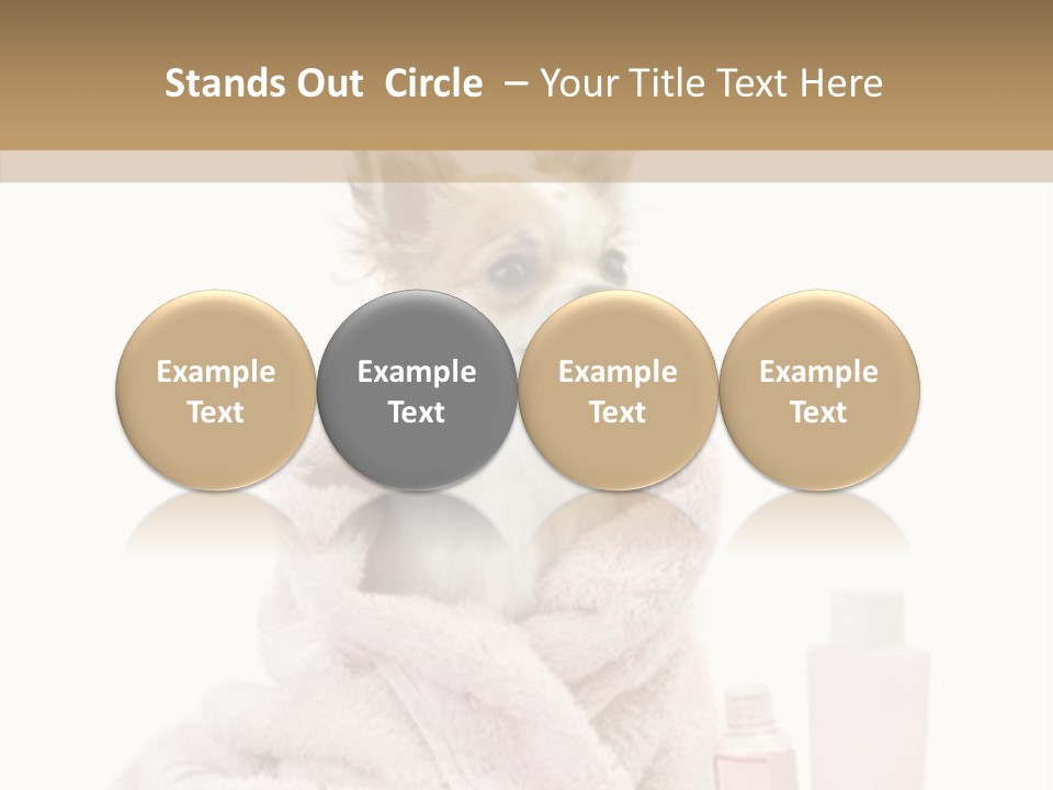 Sweet Chihuahua With Spa Accessories And Pink Towel Isolated On White Background PowerPoint Template