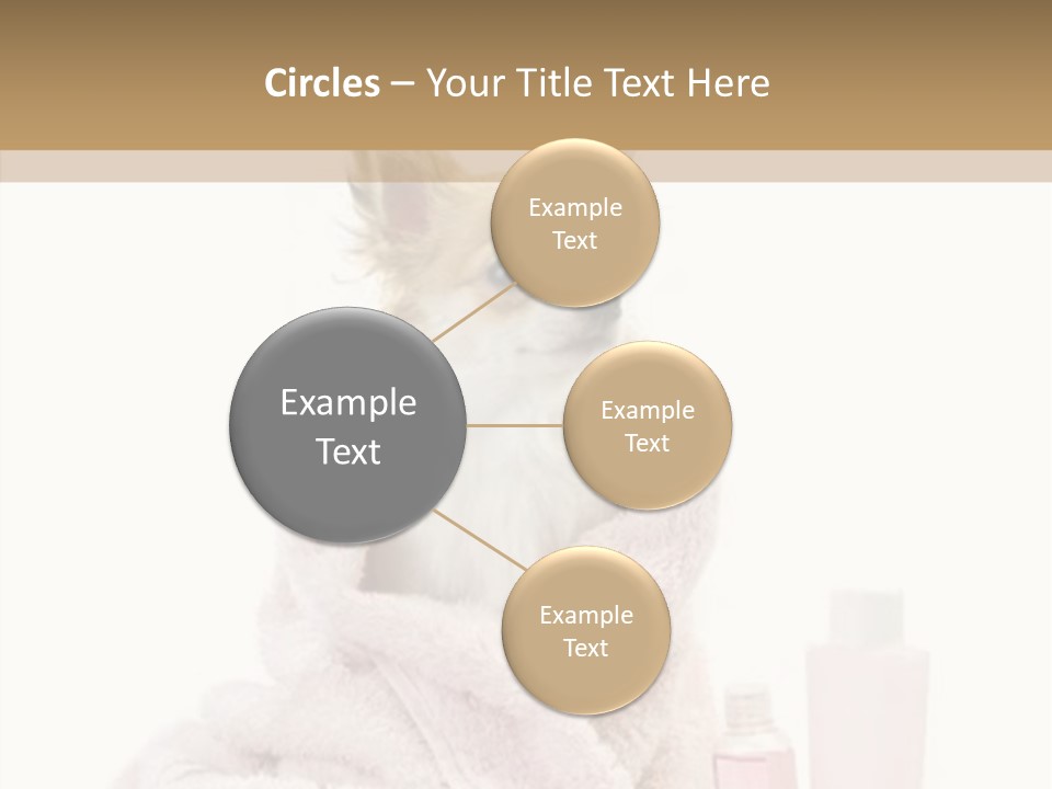 Sweet Chihuahua With Spa Accessories And Pink Towel Isolated On White Background PowerPoint Template