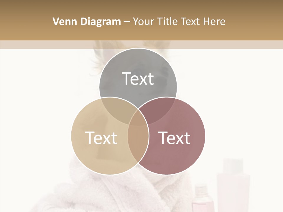 Sweet Chihuahua With Spa Accessories And Pink Towel Isolated On White Background PowerPoint Template