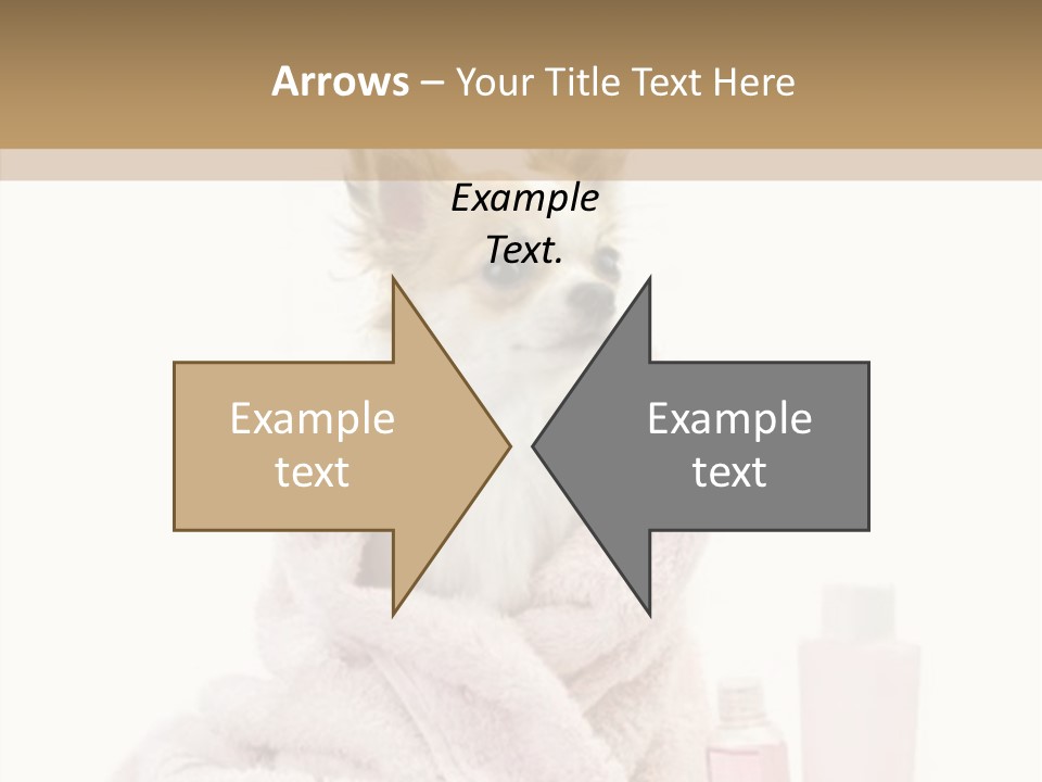 Sweet Chihuahua With Spa Accessories And Pink Towel Isolated On White Background PowerPoint Template