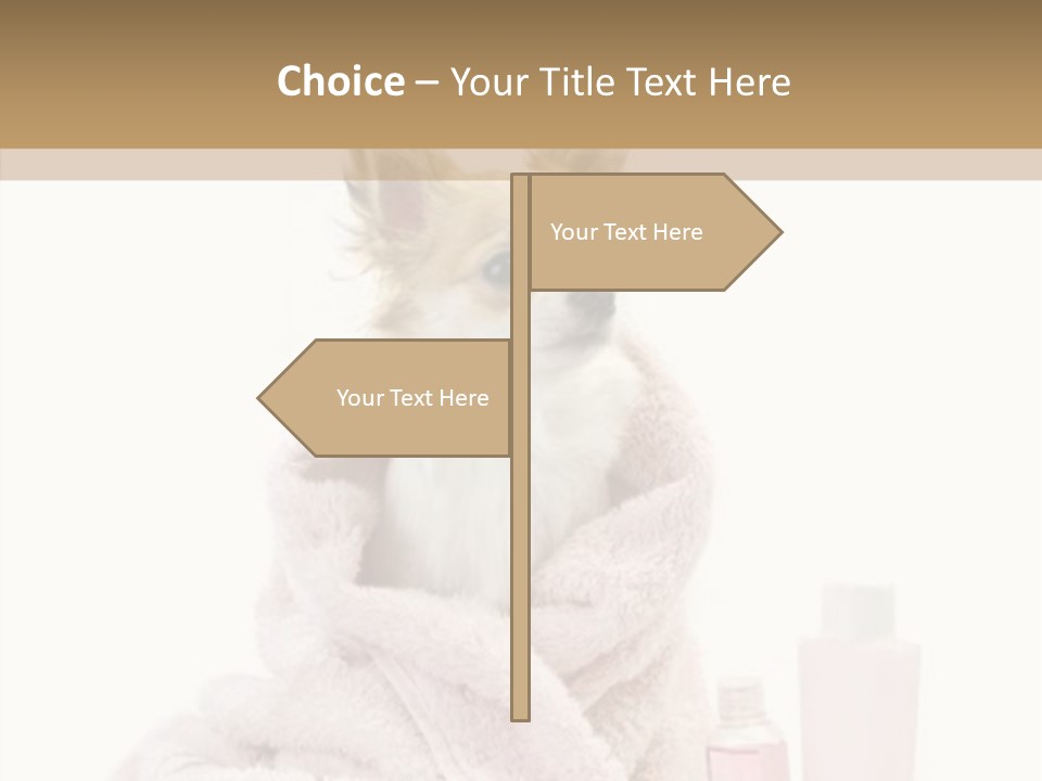 Sweet Chihuahua With Spa Accessories And Pink Towel Isolated On White Background PowerPoint Template
