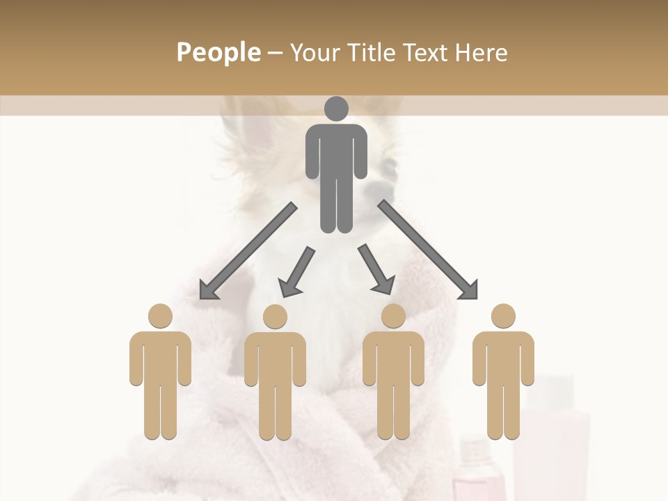 Sweet Chihuahua With Spa Accessories And Pink Towel Isolated On White Background PowerPoint Template