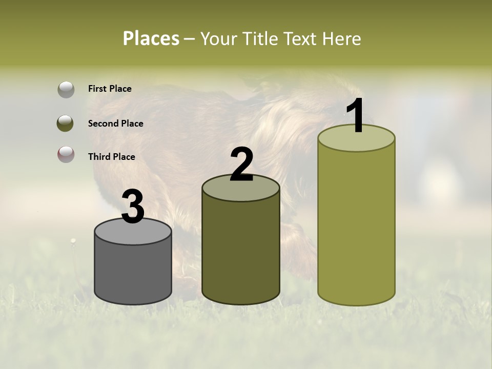 Small Brabant Griffonon PowerPoint Template