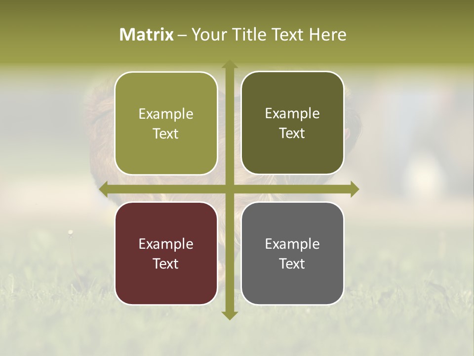 Small Brabant Griffonon PowerPoint Template