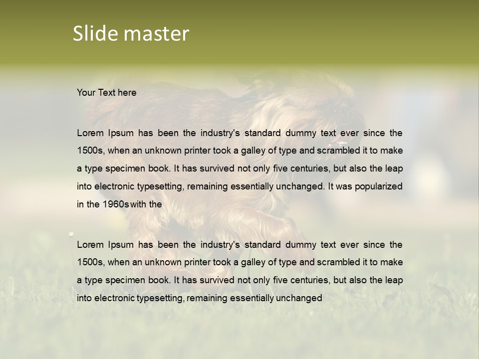 Small Brabant Griffonon PowerPoint Template