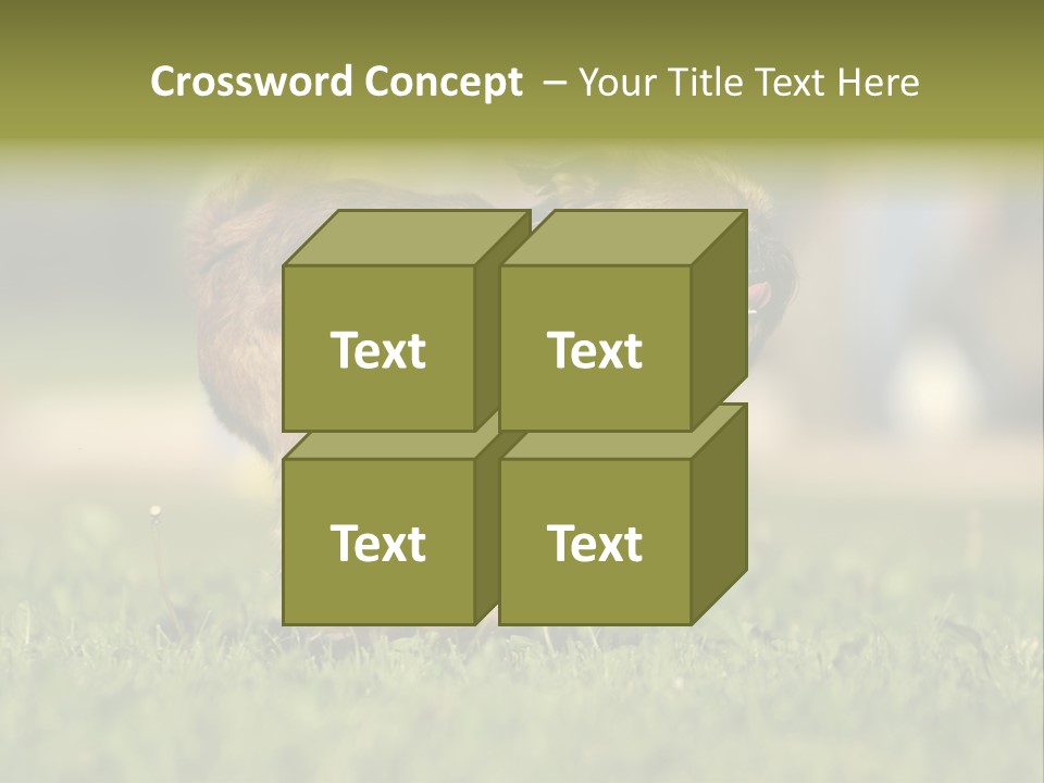 Small Brabant Griffonon PowerPoint Template