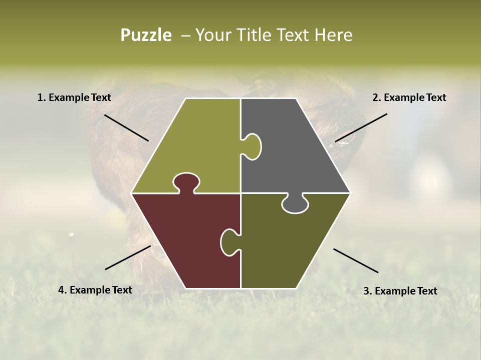 Small Brabant Griffonon PowerPoint Template