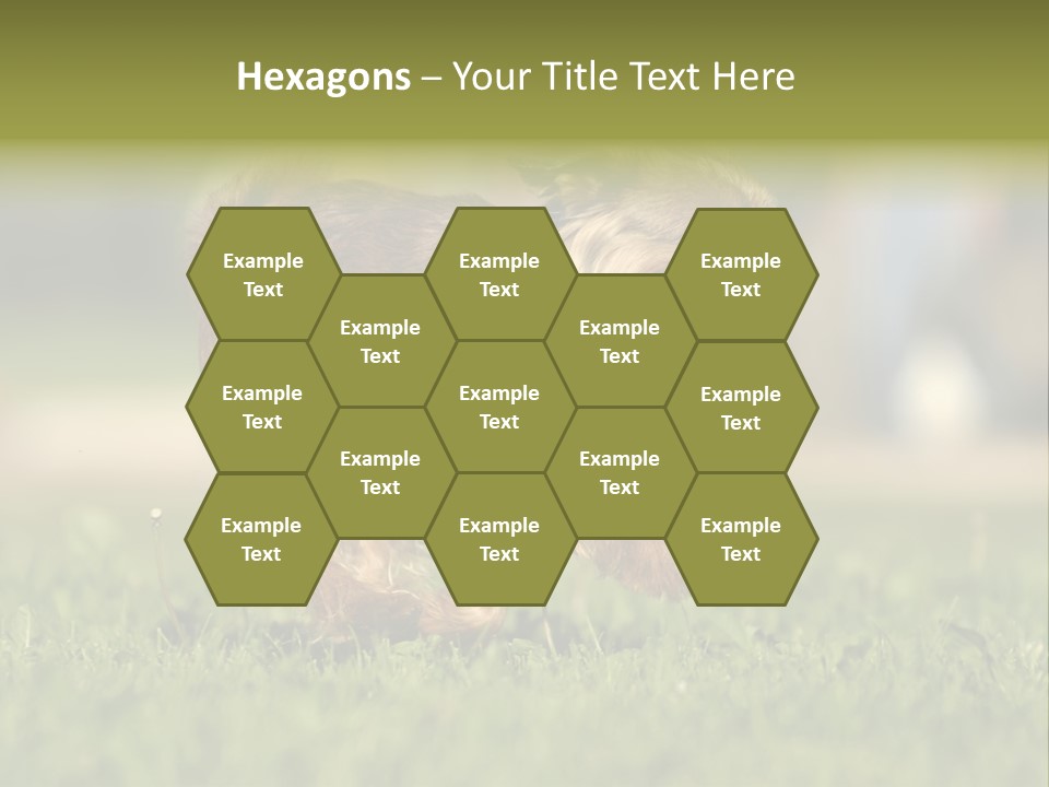 Small Brabant Griffonon PowerPoint Template