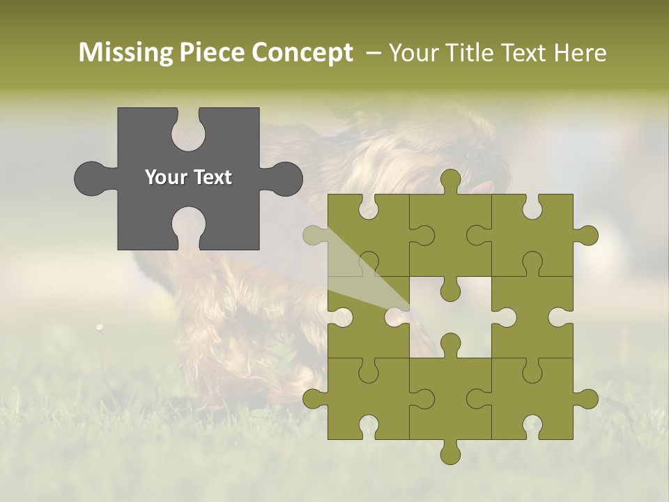 Small Brabant Griffonon PowerPoint Template