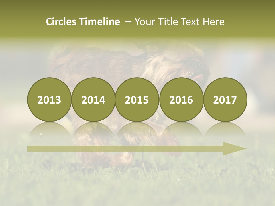 Small Brabant Griffonon PowerPoint Template