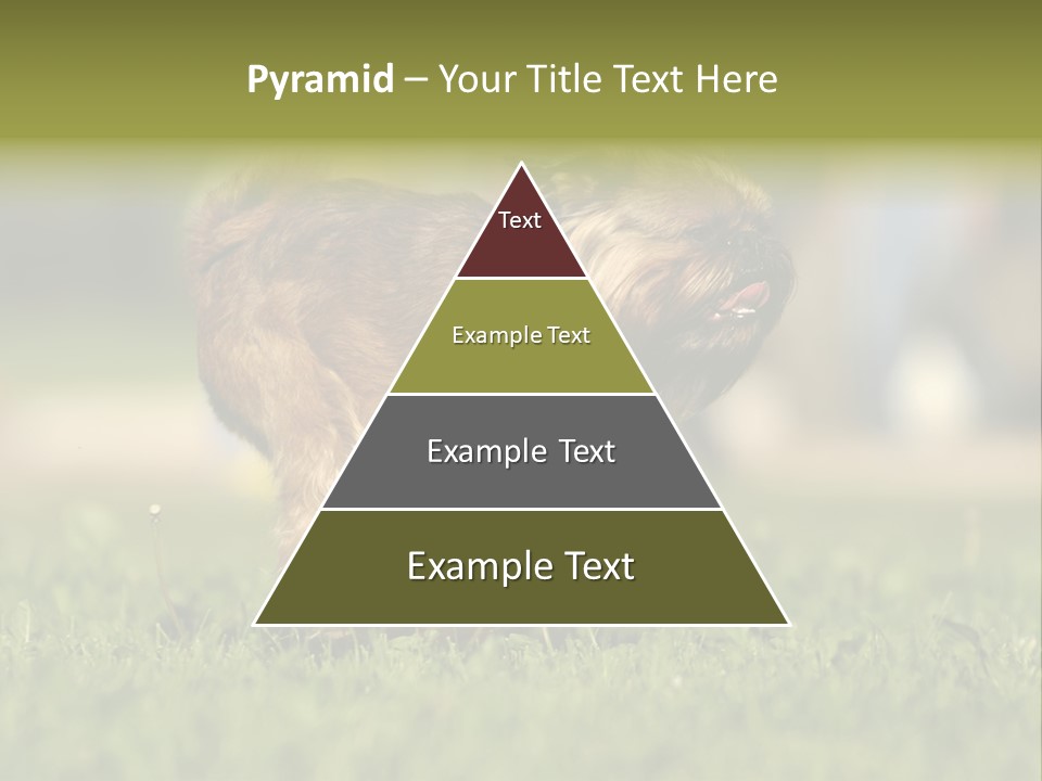 Small Brabant Griffonon PowerPoint Template