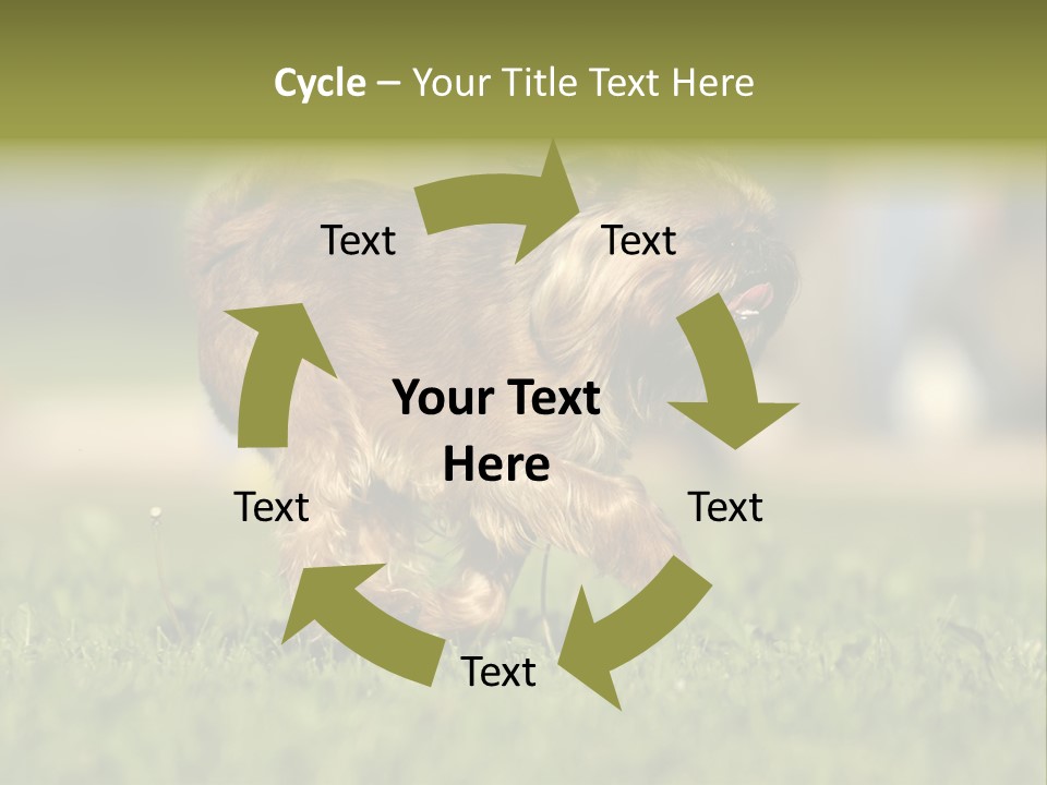 Small Brabant Griffonon PowerPoint Template