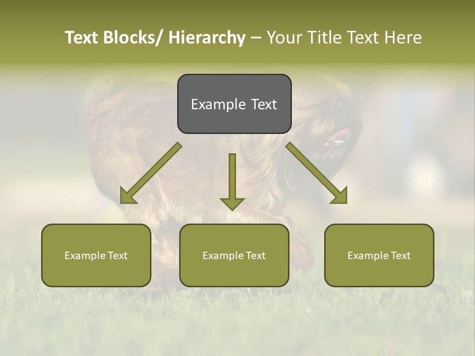 Small Brabant Griffonon PowerPoint Template
