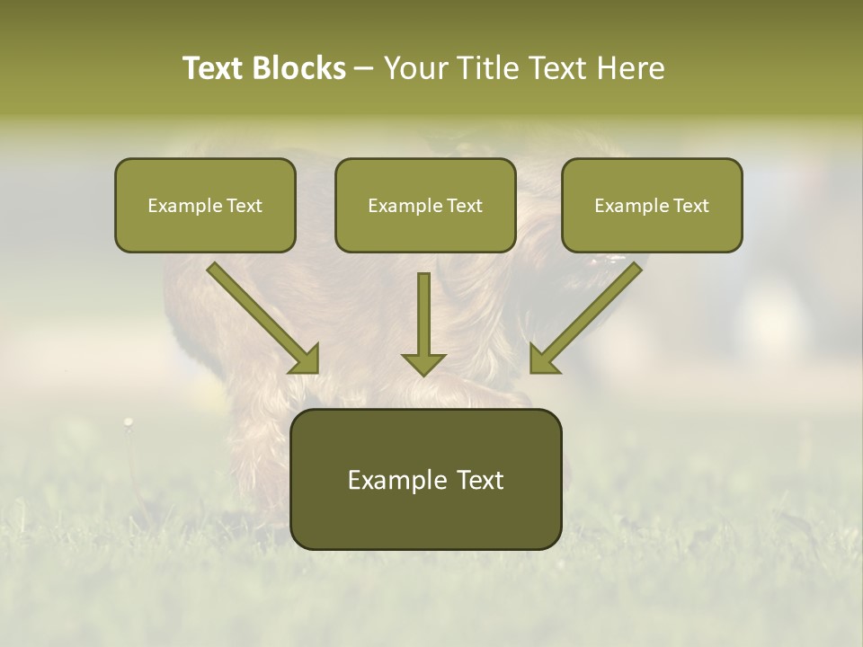 Small Brabant Griffonon PowerPoint Template