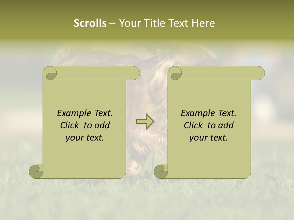 Small Brabant Griffonon PowerPoint Template