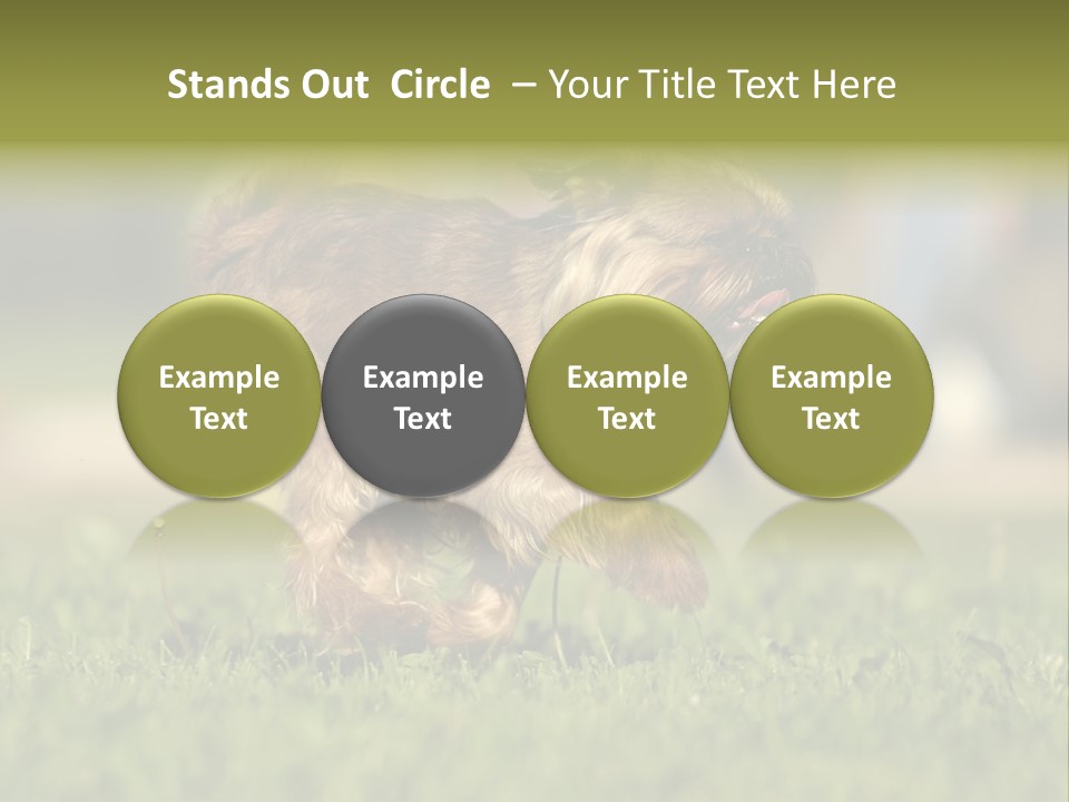 Small Brabant Griffonon PowerPoint Template