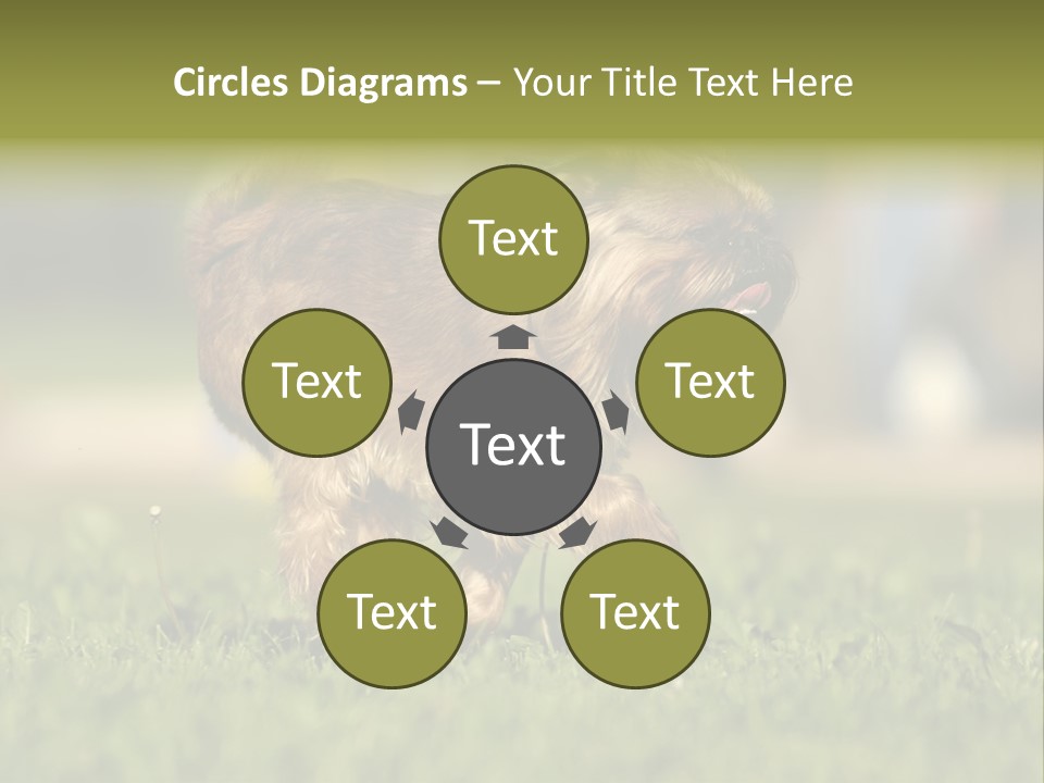 Small Brabant Griffonon PowerPoint Template