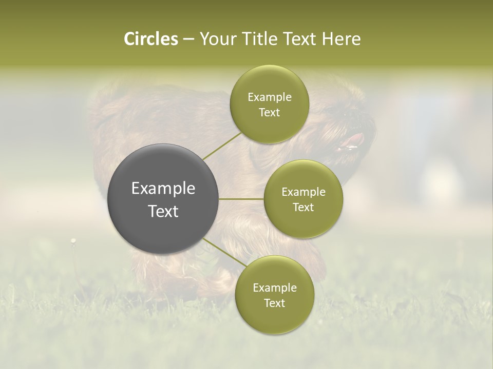 Small Brabant Griffonon PowerPoint Template