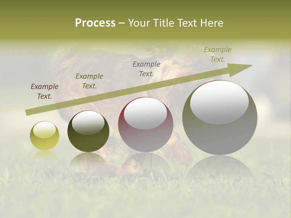 Small Brabant Griffonon PowerPoint Template