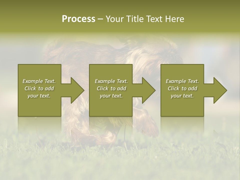 Small Brabant Griffonon PowerPoint Template