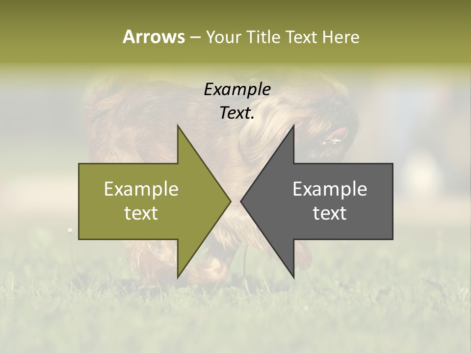 Small Brabant Griffonon PowerPoint Template