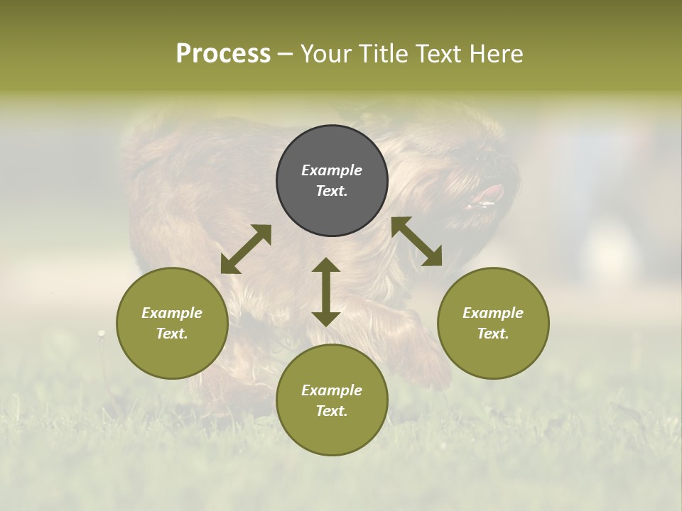 Small Brabant Griffonon PowerPoint Template