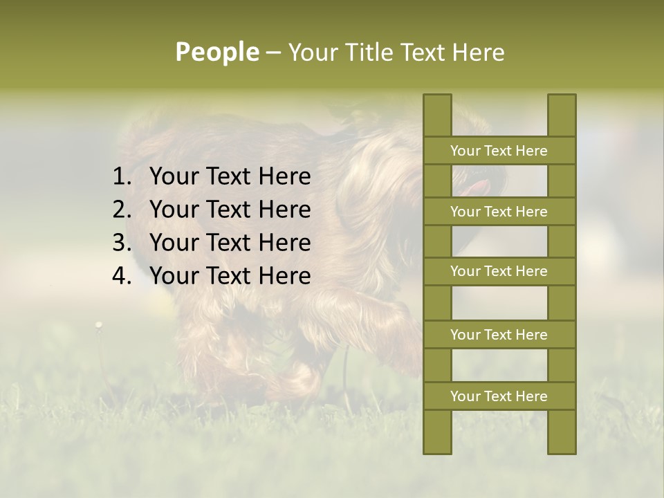 Small Brabant Griffonon PowerPoint Template