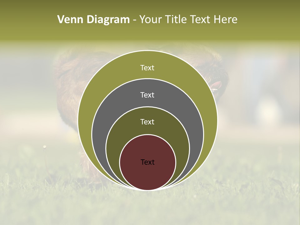 Small Brabant Griffonon PowerPoint Template