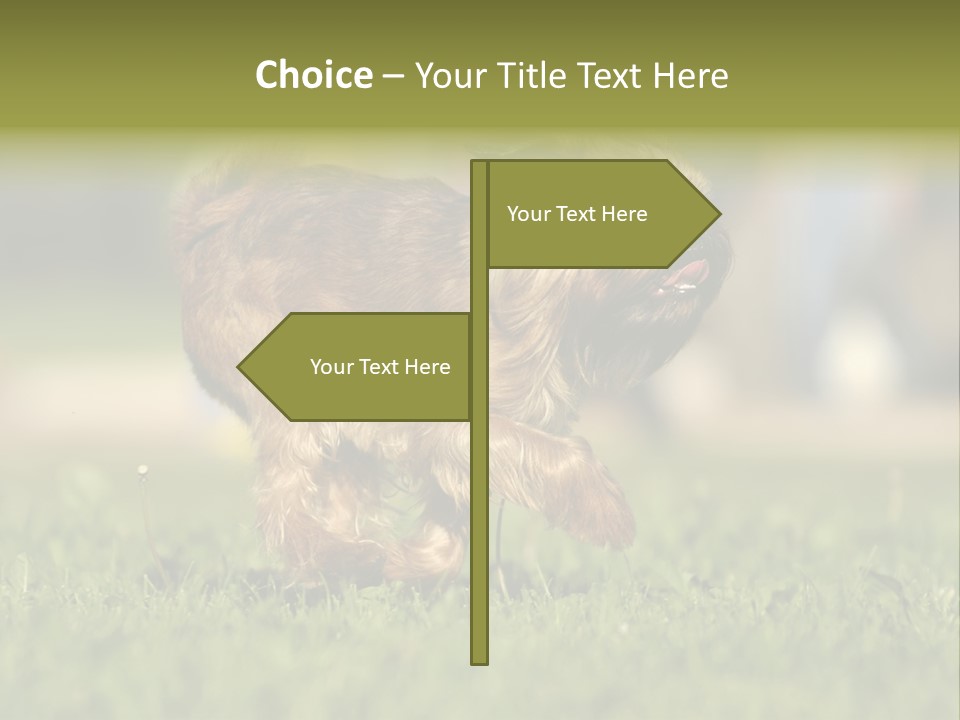 Small Brabant Griffonon PowerPoint Template