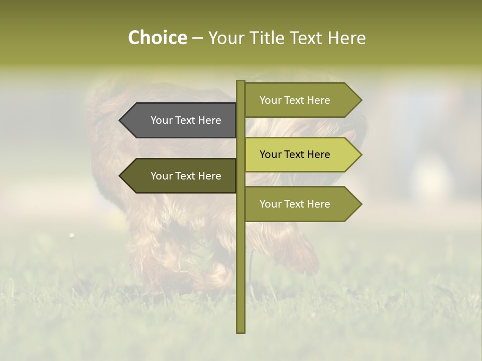 Small Brabant Griffonon PowerPoint Template