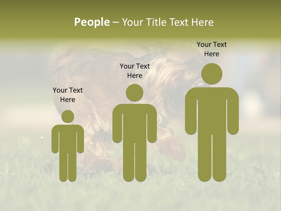 Small Brabant Griffonon PowerPoint Template