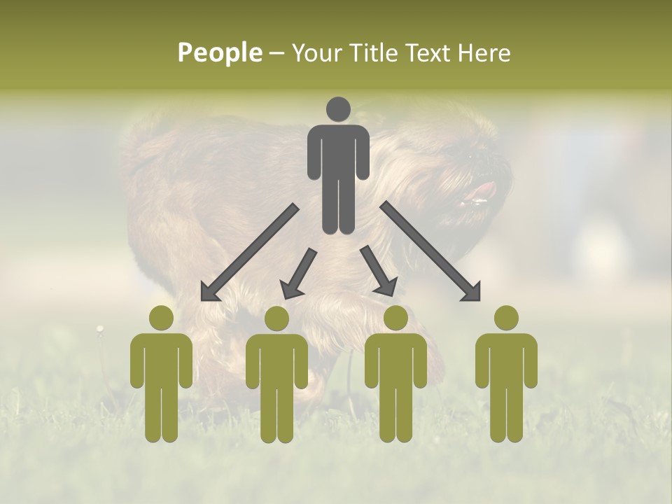 Small Brabant Griffonon PowerPoint Template